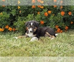 Small #3 Border Collie-Bordoodle Mix