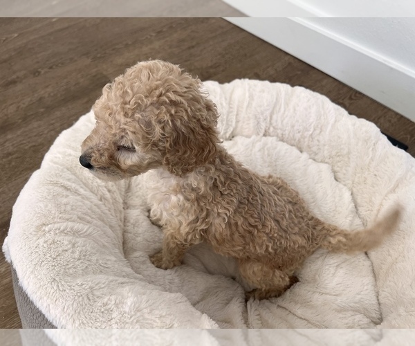 Medium Photo #6 Goldendoodle Puppy For Sale in COLORADO SPRINGS, CO, USA