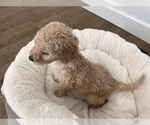 Small Photo #6 Goldendoodle Puppy For Sale in COLORADO SPRINGS, CO, USA