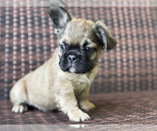 Medium Photo #5 French Bulldog Puppy For Sale in NEWTON, NJ, USA