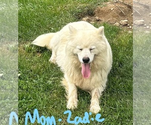 Mother of the Samoyed puppies born on 06/01/2023