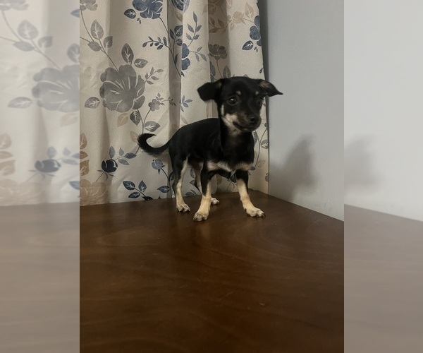 Medium Photo #7 Chihuahua Puppy For Sale in DURHAM, CT, USA