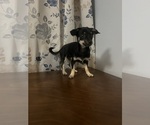 Small #6 Chihuahua