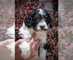 Small F2 Aussiedoodle