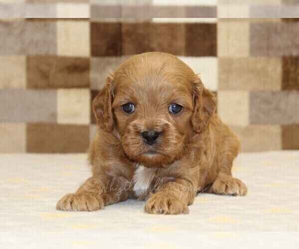 Medium Photo #6 Cavapoo (Miniature) Puppy For Sale in DENVER, PA, USA