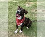 Small Bullboxer Pit