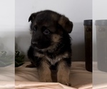 Small Photo #6 German Shepherd Dog Puppy For Sale in EDWARDSBURG, MI, USA