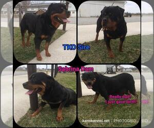 Mother of the Rottweiler puppies born on 03/04/2019
