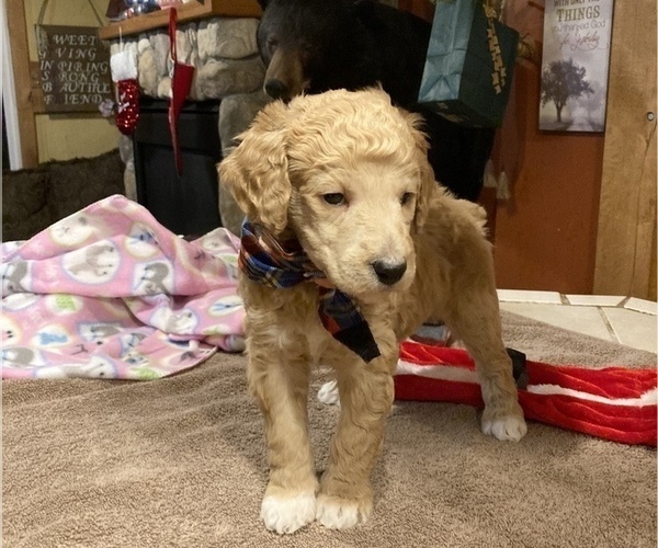 Medium Photo #15 Poodle (Standard) Puppy For Sale in CHETEK, WI, USA