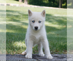 Samoyed-Siberian Husky Mix Puppy for sale in GAP, PA, USA
