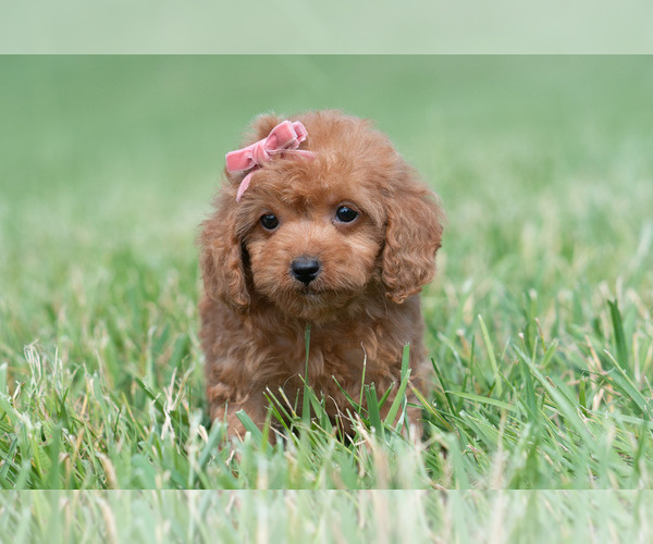 Medium Photo #96 Maltipoo (Miniature) Puppy For Sale in WARSAW, IN, USA