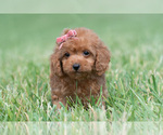 Small Photo #96 Maltipoo (Miniature) Puppy For Sale in WARSAW, IN, USA