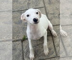 Small #2 Mutt
