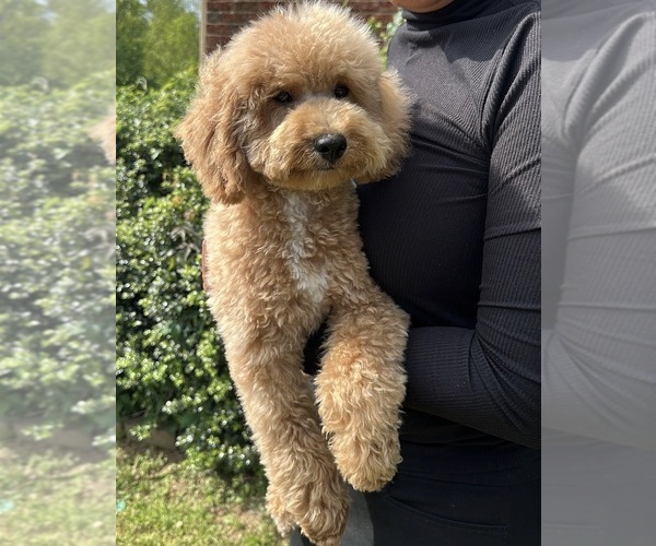 Medium Photo #1 Poodle (Miniature) Puppy For Sale in HELENA, AL, USA