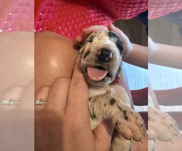 Medium Photo #15 Great Dane Puppy For Sale in ALVORD, TX, USA