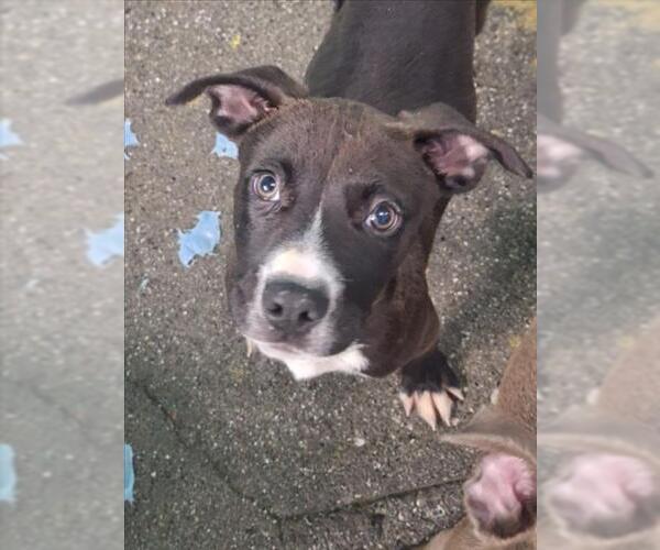 Medium Photo #1 Mutt Puppy For Sale in Woodland, CA, USA