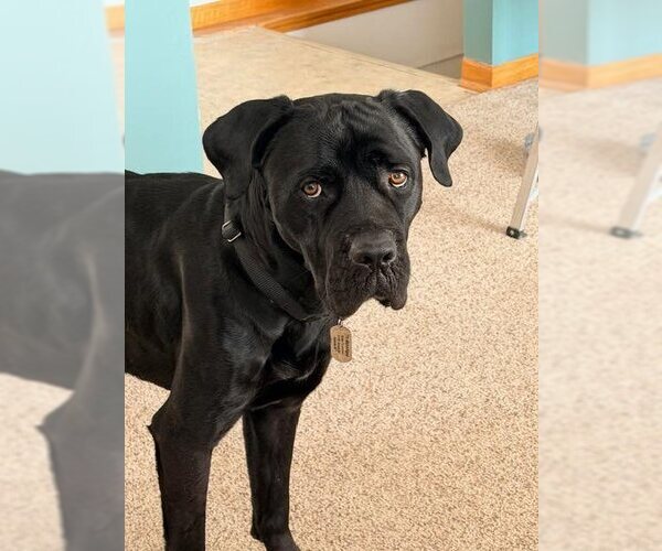 Medium Photo #2 Mutt Puppy For Sale in Belleville, MI, USA