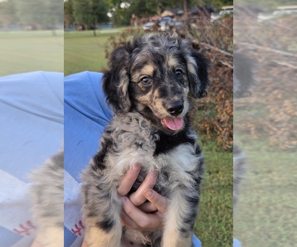 Medium Photo #2 Aussiedoodle Puppy For Sale in WILLS POINT, TX, USA