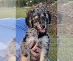 Small #1 Aussiedoodle