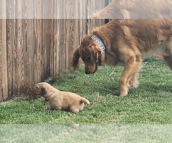 Medium Photo #1 Golden Retriever Puppy For Sale in CELINA, TX, USA