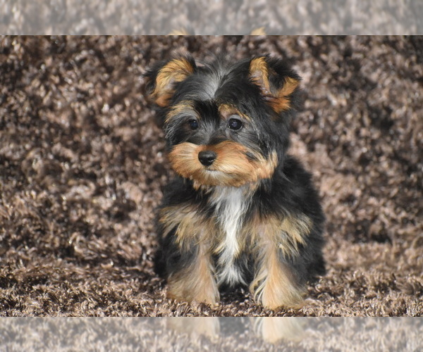 Medium Photo #5 Yorkshire Terrier Puppy For Sale in ELDORADO, OH, USA