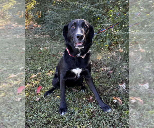Medium Photo #1 Labrador Retriever-Unknown Mix Puppy For Sale in Boston, MA, USA