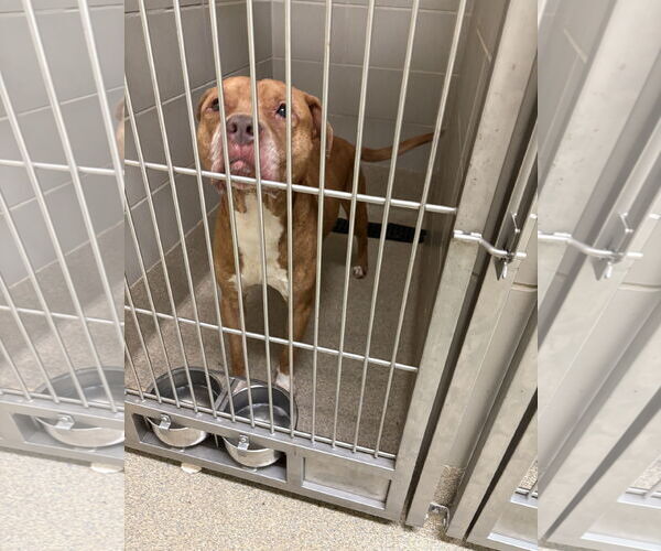 Medium Photo #1 American Pit Bull Terrier-Unknown Mix Puppy For Sale in Virginia Beach, VA, USA