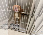 Small American Pit Bull Terrier Mix