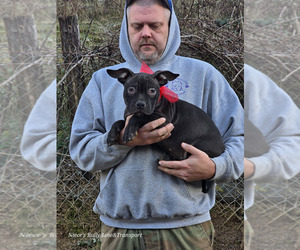 American Bully Puppy for sale in BIG STONE GAP, VA, USA
