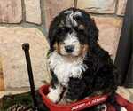 Small Photo #1 Bernedoodle Puppy For Sale in ELKTON, VA, USA