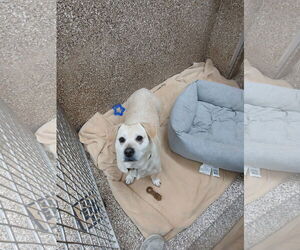 Basset Hound-Unknown Mix Dogs for adoption in Martinsburg, WV, USA