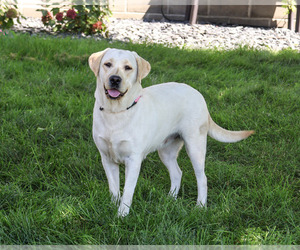 Labrador Retriever Puppy for sale in SYRACUSE, IN, USA