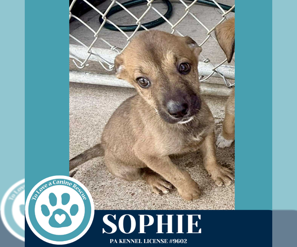 Medium Photo #1 Bulldog-Unknown Mix Puppy For Sale in Kimberton, PA, USA