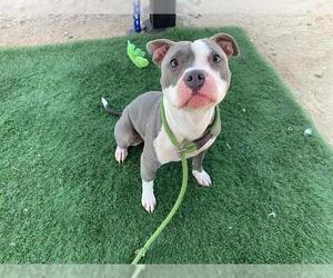 American Pit Bull Terrier Dogs for adoption in HESPERIA, CA, USA