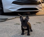 Small #2 French Bulldog