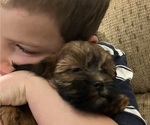 Small #3 Shih-Poo