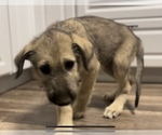 Small Photo #7 Irish Wolfhound Puppy For Sale in OWOSSO, MI, USA