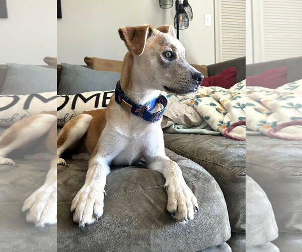 Medium Photo #3 Mutt Puppy For Sale in MECHANICSBURG, PA, USA