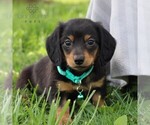 Small Photo #1 Dachshund Puppy For Sale in ANNVILLE, PA, USA