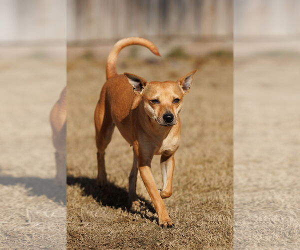 Medium Photo #7 Chihuahua-Unknown Mix Puppy For Sale in McKinney, TX, USA