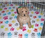 Small Photo #11 Schnoodle (Miniature) Puppy For Sale in ORO VALLEY, AZ, USA
