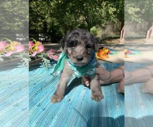 Aussiedoodle-Poodle (Standard) Mix Puppy for sale in WILLIAMSON, WV, USA