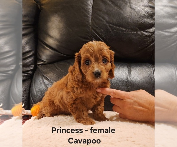 Medium Photo #3 Cavapoo (Miniature) Puppy For Sale in CLARKRANGE, TN, USA
