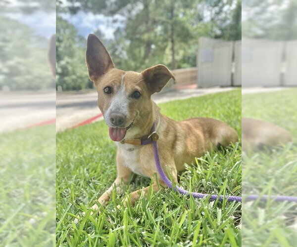 Medium Photo #3 Mutt Puppy For Sale in Conroe, TX, USA