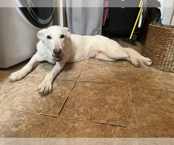 Medium Photo #1 - Mix Puppy For Sale in Hoffman Estates, IL, USA