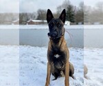 Small Photo #6 Belgian Malinois Puppy For Sale in BATESVILLE, IN, USA