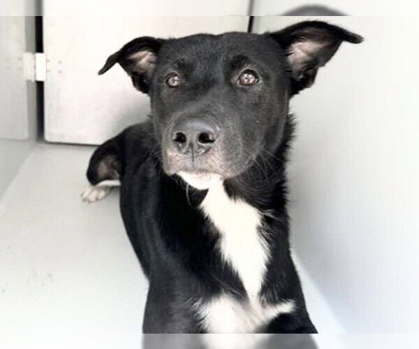 Medium Photo #1 Australian Kelpie-Unknown Mix Puppy For Sale in Houston, TX, USA