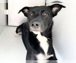 Small Australian Kelpie Mix