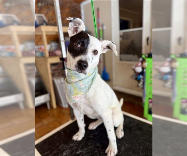 Medium Photo #21 Mutt Puppy For Sale in Gloversville, NY, USA