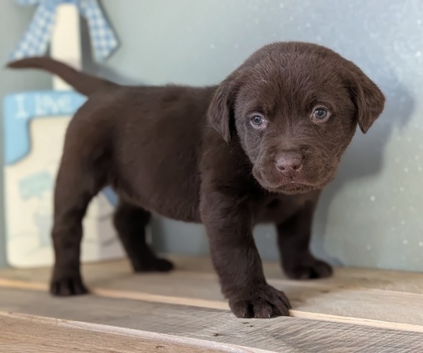 Medium Photo #67 Labrador Retriever Puppy For Sale in GOSHEN, IN, USA